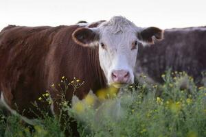 manzi e giovenche sollevato con naturale erba, argentino carne produzione foto