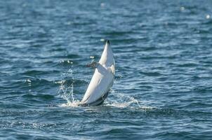 tetro delfino saltare, penisola Valdes, Patagonia, Argentina foto