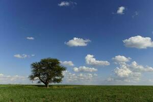 solitario albero nel pampa paesaggio, patagonia, argentina foto