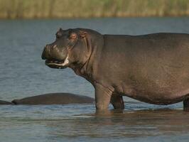 ippopotamo , kruger nazionale parco , Africa foto