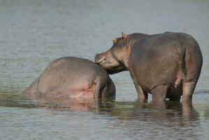 giocando ippopotamo , kruger nazionale parco , Africa foto