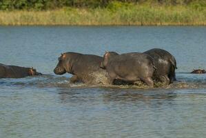 giocando ippopotamo , kruger nazionale parco , Africa foto