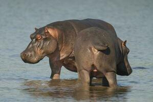 ippopotamo , kruger nazionale parco , Africa foto