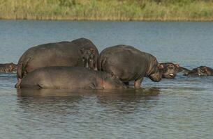 giocando ippopotamo , kruger nazionale parco , Africa foto