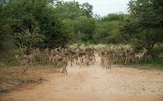 impala Sud Africa foto