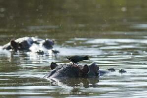 nero crake su ippopotamo, Africa foto