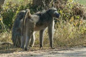 babbuino, madre e figlio, Sud Africa foto