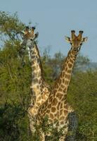 giraffa, kruger nazionale parco foto
