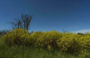 primavera stagione paesaggio, la pampa foto