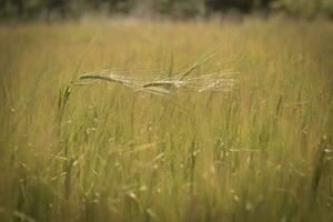 orzo, cereale piantato nel la pampa, argentina foto