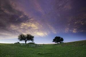 tramonto calden albero paesaggio, la pampa Provincia, patagonia, argentina. foto