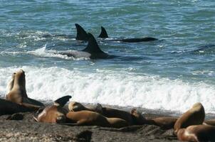 uccisore balena, orca, a caccia un' mare leoni , penisola Valdes, patagonia argentina foto