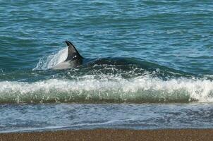 uccisore balena, orca, a caccia un' mare leoni , penisola Valdes, patagonia argentina foto