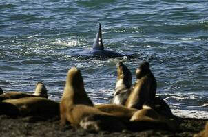 uccisore balena, orca, a caccia un' mare leoni , penisola Valdes, patagonia argentina foto