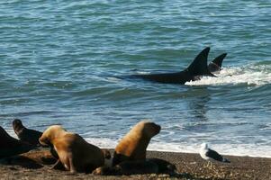 uccisore balena, orca, a caccia un' mare leoni , penisola Valdes, patagonia argentina foto