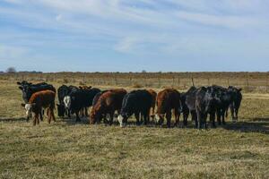 mucche pascolo nel il campo, nel il pampa pianura, argentina foto