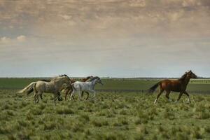 mandria di cavalli nel il campagna, la pampa Provincia, patagonia, argentina. foto