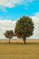 fiorito paesaggio, la pampa, argentina foto