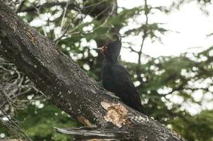 magellanico picchio nel patagonia foresta ambiente, los glaciare nazionale parco, Santa cruz, argentina foto