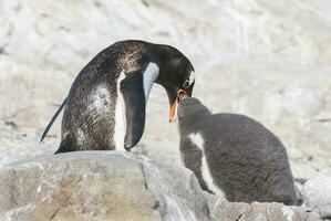 gentoo pinguino, neko porto, Antartide foto