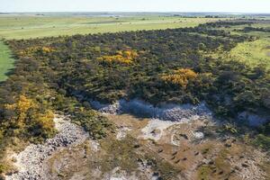 calden foresta paesaggio, prosopis caldenia impianti, la pampa Provincia, patagonia, argentina. foto