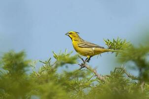 giallo cardinale, governatrice cristata, in via di estinzione specie nel la pampa, argentina foto