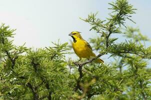 giallo cardinale, governatrice cristata, in via di estinzione specie nel la pampa, argentina foto