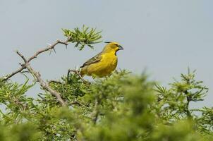 giallo cardinale, governatrice cristata, in via di estinzione specie nel la pampa, argentina foto