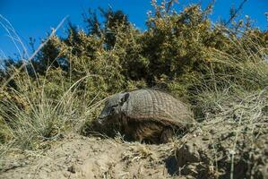 peloso armadillo, nel deserto ambiente, penisola Valdes, patagonia, argentina foto