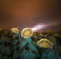 campagna girasoli con tempestoso cielo, pampa, argentina foto