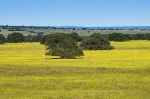 fiorito campo nel il pampa pianura, la pampa Provincia, patagonia, argentina. foto