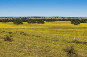 fiorito campo nel il pampa pianura, la pampa Provincia, patagonia, argentina. foto