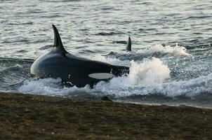 orca caccia mare leoni, patagonia , argentina foto