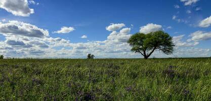 fiorito paesaggio, la pampa, argentina foto