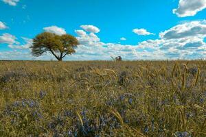 fiorito paesaggio, la pampa, argentina foto