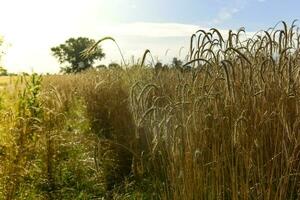 Grano picchi ,cereale piantato nel la pampa, argentina foto