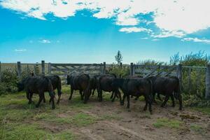 manzi alimentato su pascolo, la pampa, argentina foto