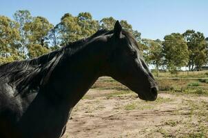 nero allevamento cavallo, ritratto, la pampa Provincia, patagonia, argentina. foto