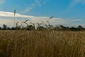 Grano picchi ,cereale piantato nel la pampa, argentina foto