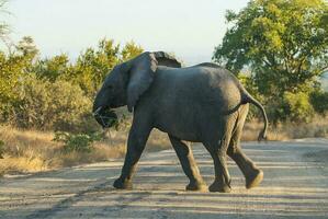 africano elefante, Sud Africa foto