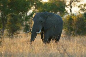 africano elefante, Sud Africa foto