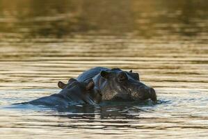 ippopotamo , kruger nazionale parco , Africa foto