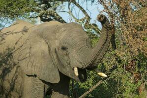 africano elefante, Sud Africa foto