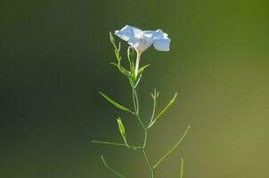 selvaggio fiori nel semi desertico ambiente, calden foresta, la pampa argentina foto