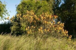 selvaggio fiore nel patagonia, Caesalpinia gilliesii, la pampa, argentina. foto