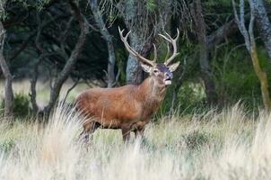 rosso cervo, maschio ruggente nel la pampa, argentina, parque Luro, natura Riserva foto