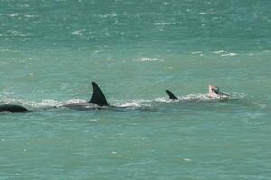 orca famiglia, patagonia argentina foto