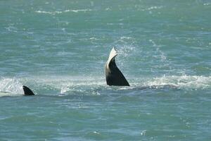 orca coda , patagonia argentina foto