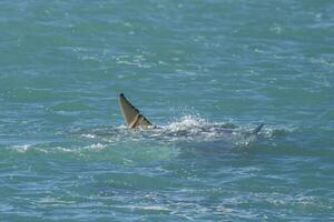 orca bambino coda , patagonia argentina foto