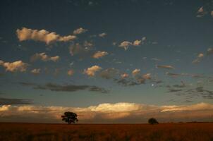 pampa albero paesaggio, la pampa Provincia, patagonia, argentina. foto